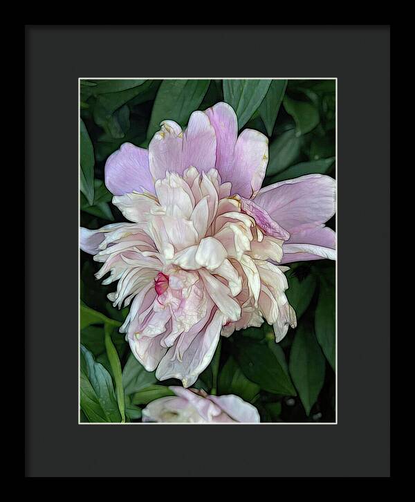 June Peony - Framed Print