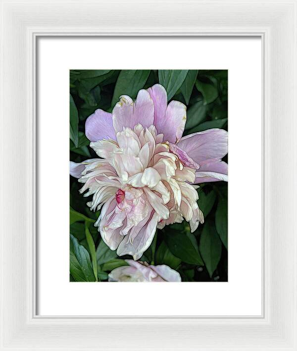 June Peony - Framed Print