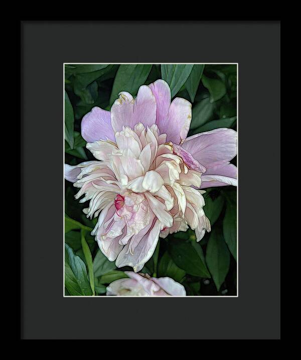 June Peony - Framed Print