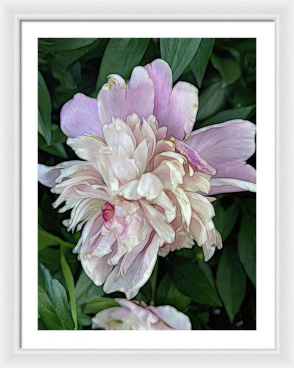 June Peony - Framed Print