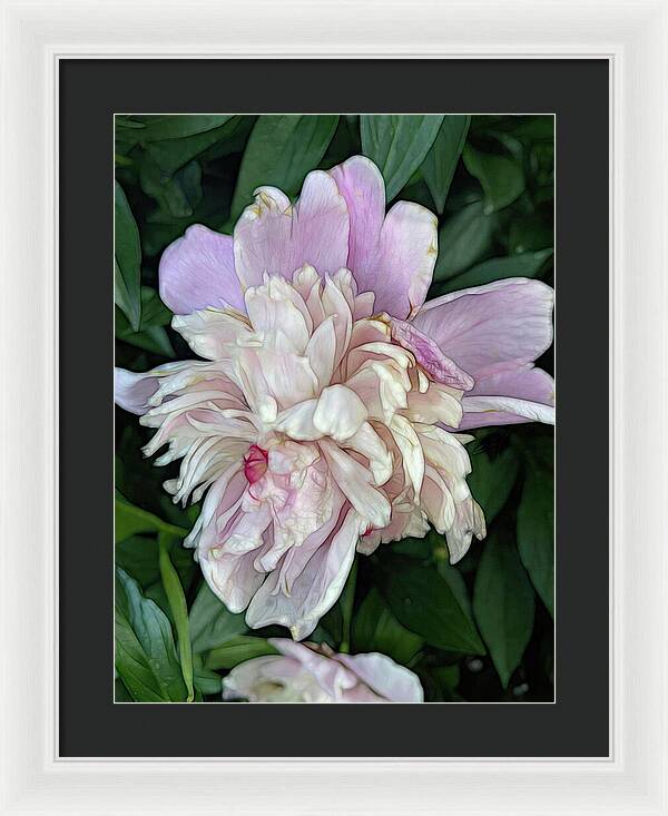 June Peony - Framed Print