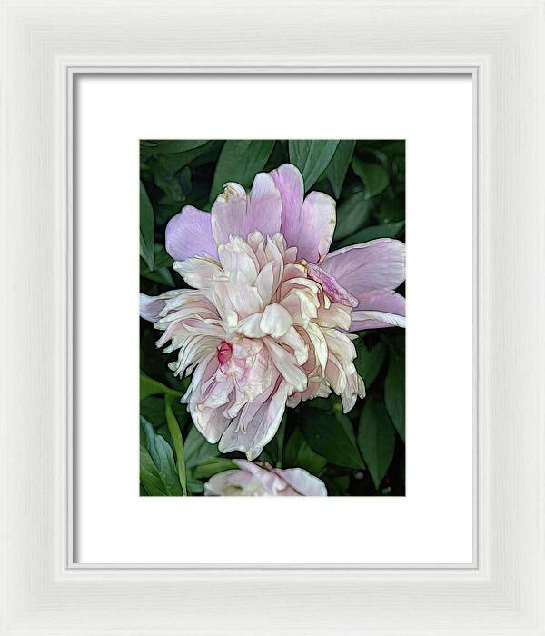 June Peony - Framed Print