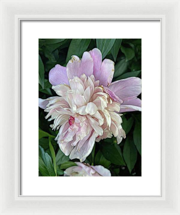 June Peony - Framed Print