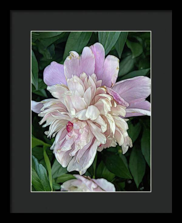 June Peony - Framed Print