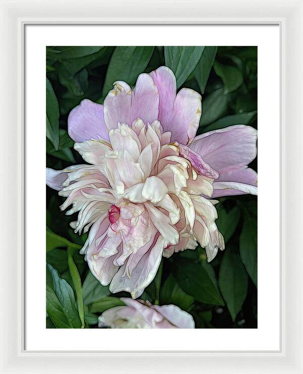 June Peony - Framed Print