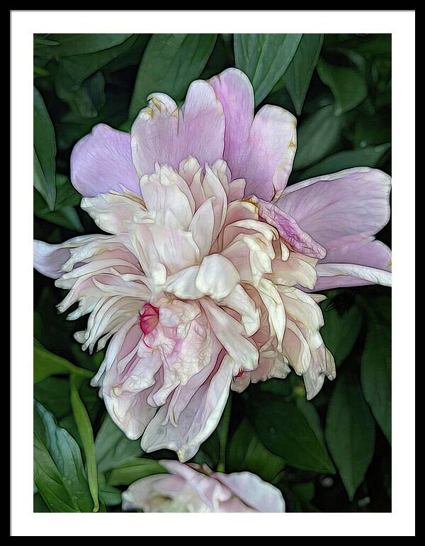 June Peony - Framed Print