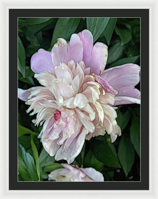 June Peony - Framed Print