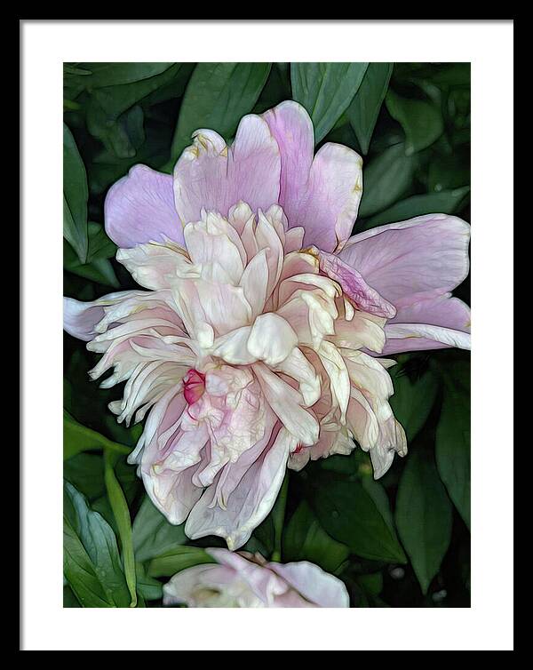 June Peony - Framed Print