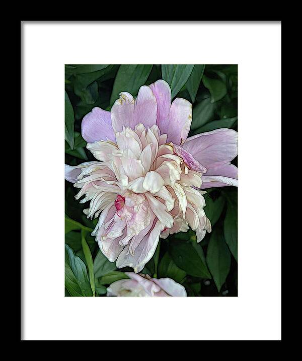 June Peony - Framed Print