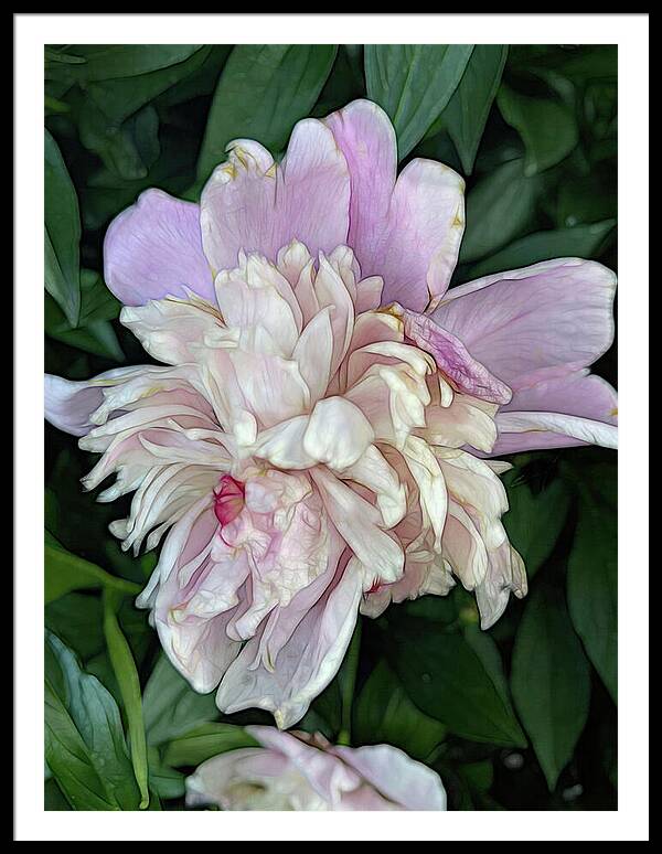 June Peony - Framed Print