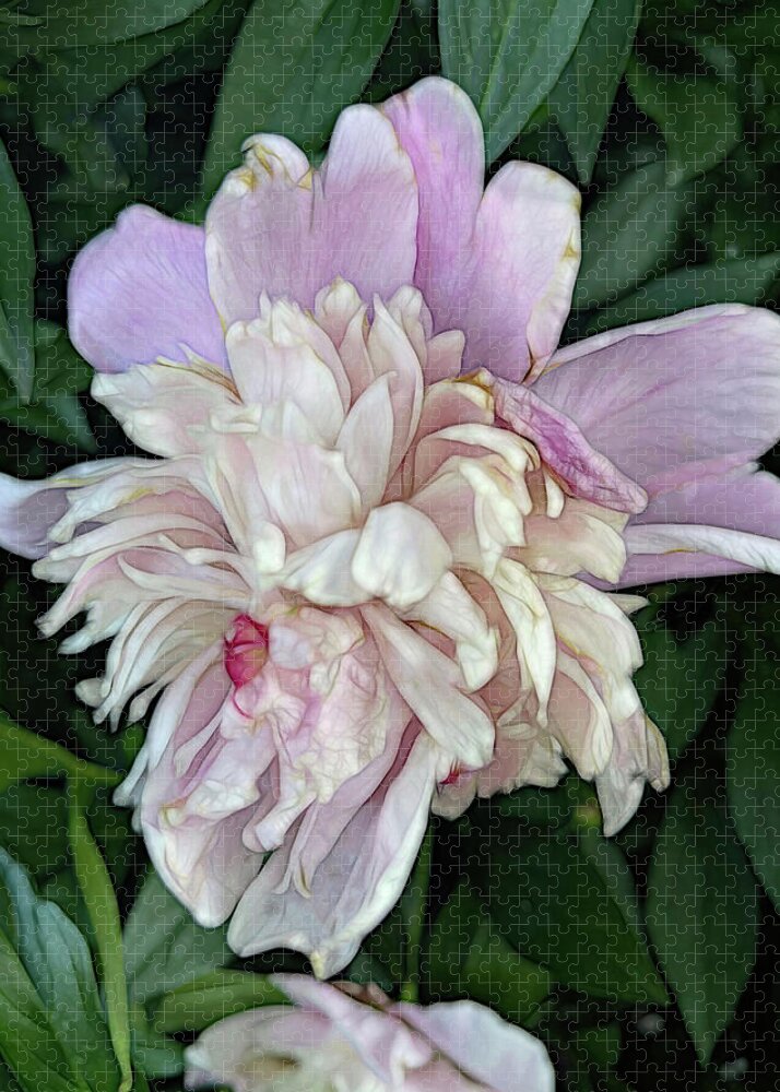 June Peony - Puzzle