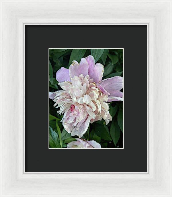 June Peony - Framed Print