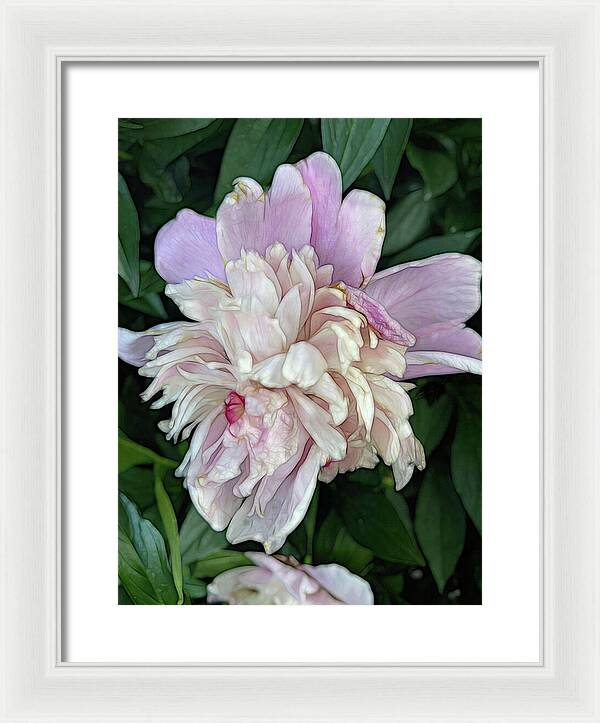 June Peony - Framed Print