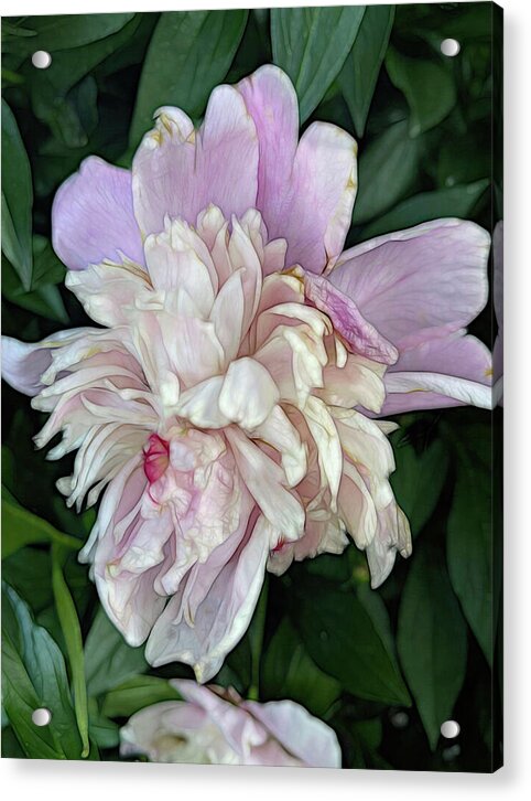 June Peony - Acrylic Print