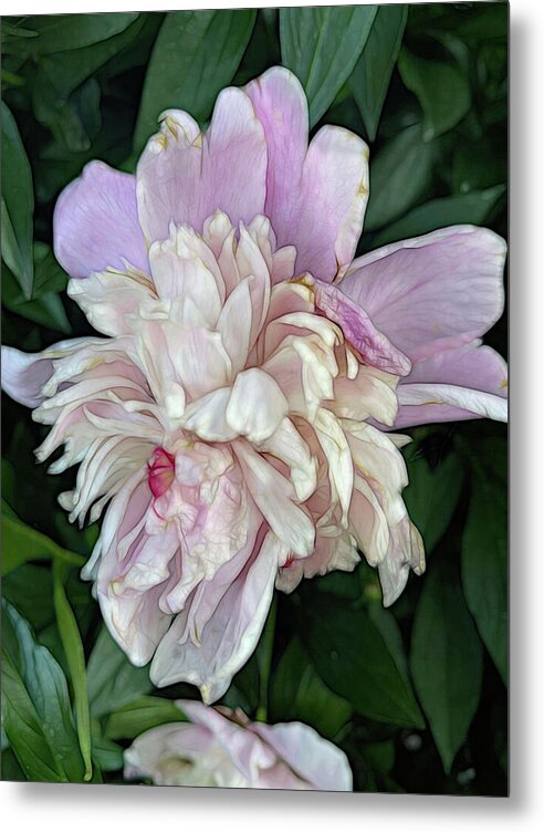 June Peony - Metal Print