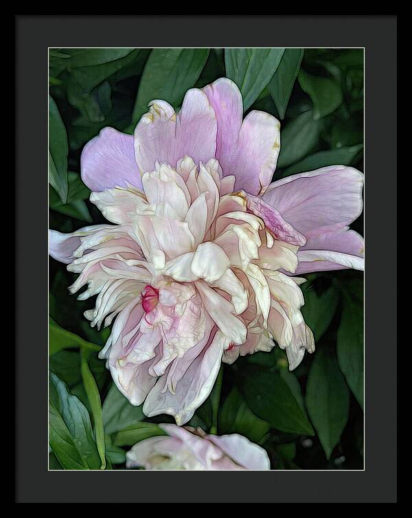 June Peony - Framed Print