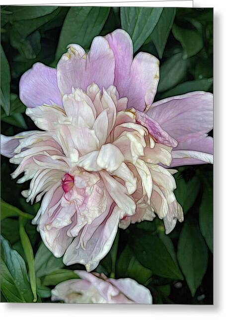 June Peony - Greeting Card