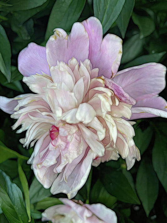 June Peony - Art Print