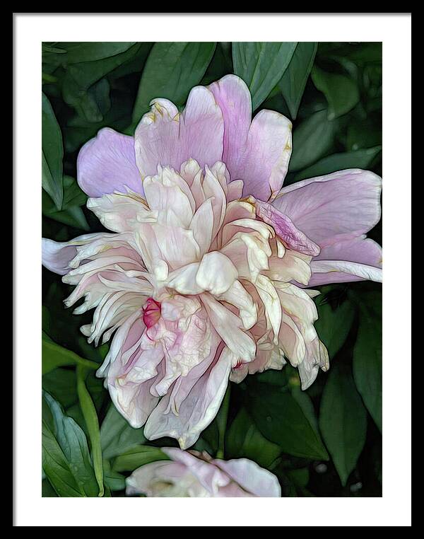 June Peony - Framed Print