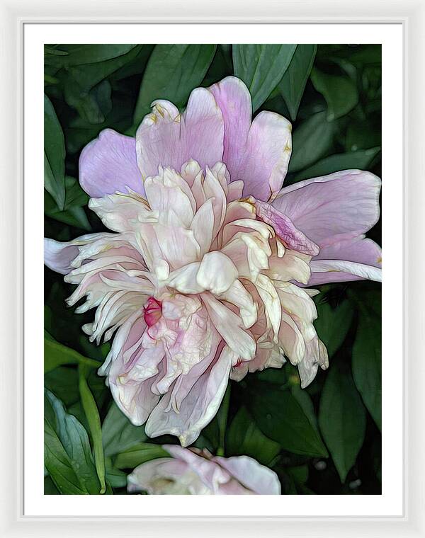 June Peony - Framed Print