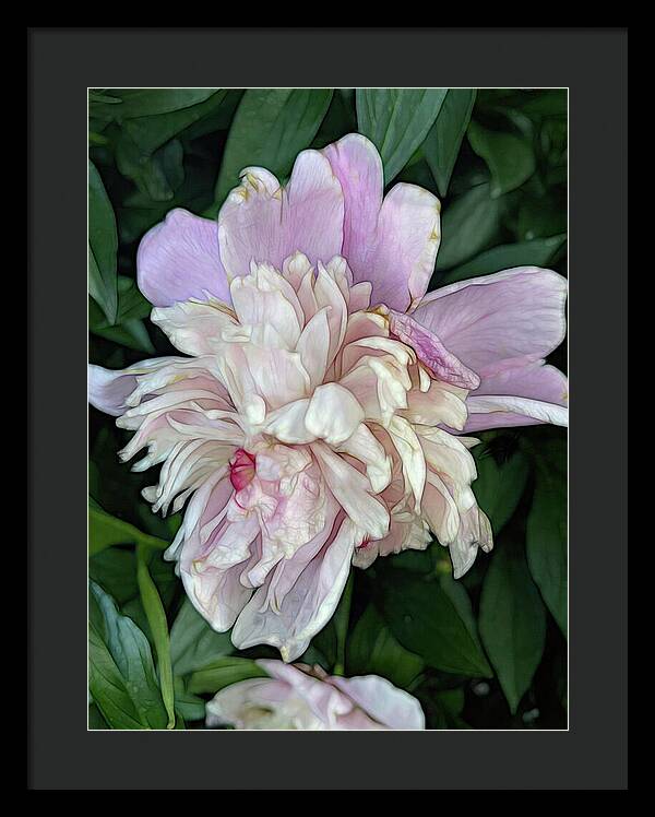 June Peony - Framed Print