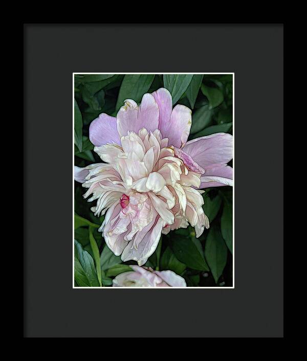 June Peony - Framed Print