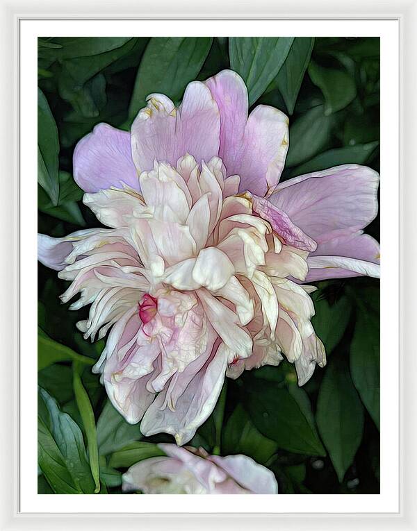 June Peony - Framed Print