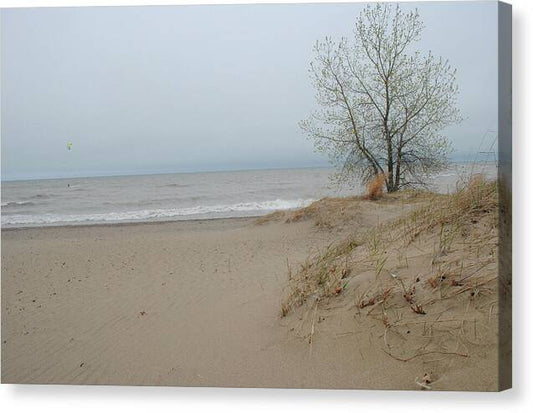 Lake Michigan Sandy Tree - Canvas Print