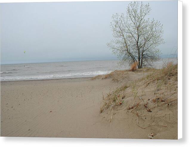 Lake Michigan Sandy Tree - Canvas Print