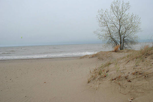 Lake Michigan Sandy Tree - Art Print