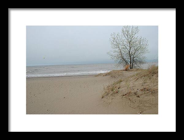 Lake Michigan Sandy Tree - Framed Print