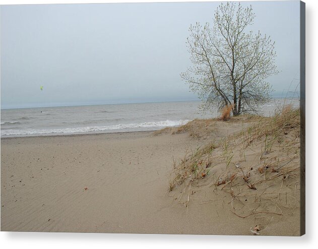 Lake Michigan Sandy Tree - Acrylic Print