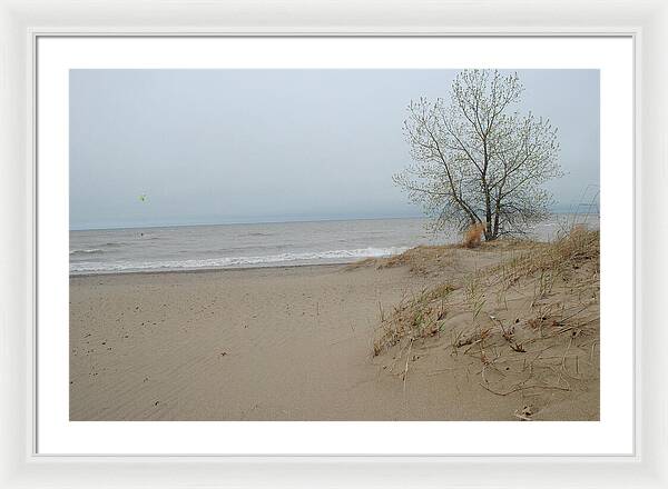 Lake Michigan Sandy Tree - Framed Print