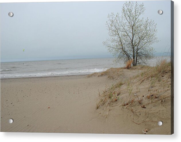 Lake Michigan Sandy Tree - Acrylic Print