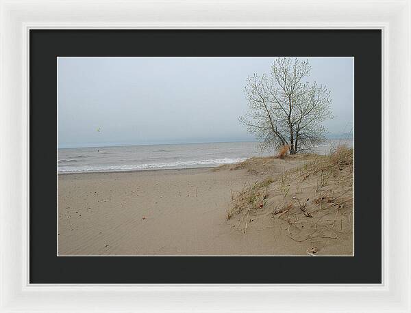 Lake Michigan Sandy Tree - Framed Print