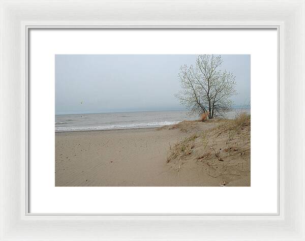 Lake Michigan Sandy Tree - Framed Print