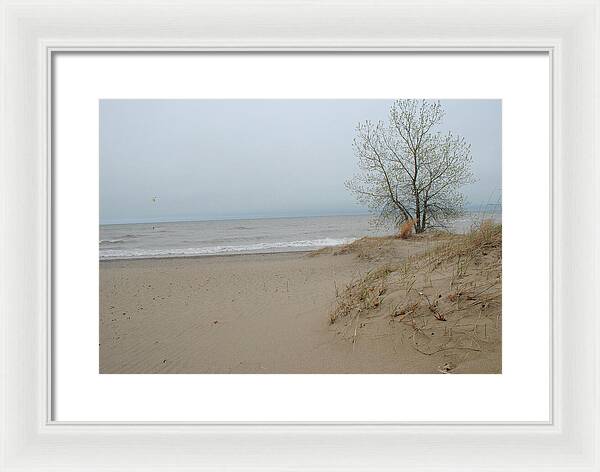 Lake Michigan Sandy Tree - Framed Print