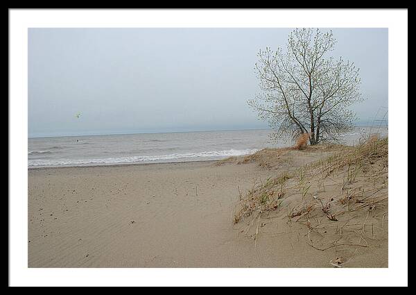 Lake Michigan Sandy Tree - Framed Print