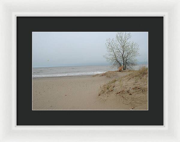 Lake Michigan Sandy Tree - Framed Print