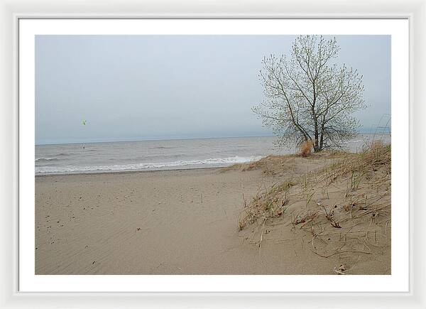 Lake Michigan Sandy Tree - Framed Print