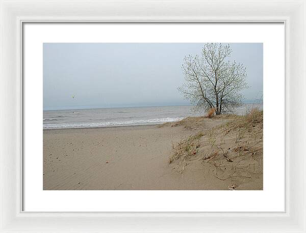 Lake Michigan Sandy Tree - Framed Print