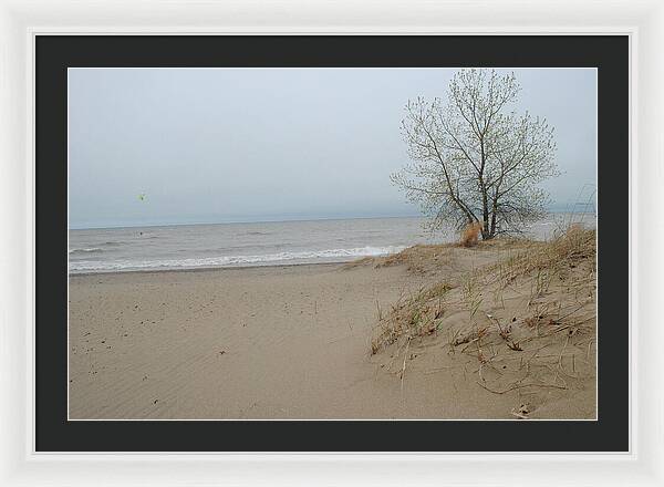 Lake Michigan Sandy Tree - Framed Print