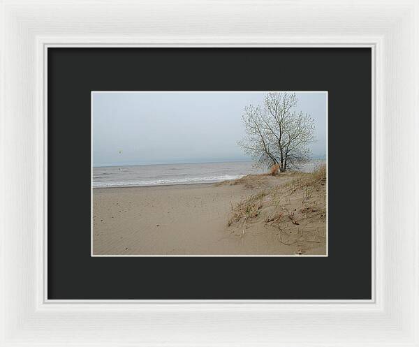 Lake Michigan Sandy Tree - Framed Print