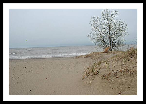 Lake Michigan Sandy Tree - Framed Print