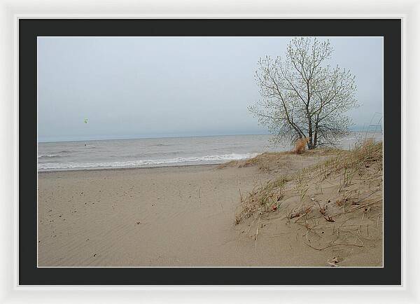 Lake Michigan Sandy Tree - Framed Print