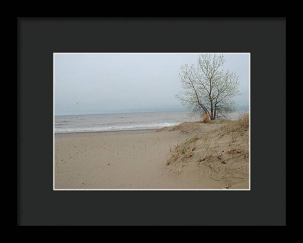 Lake Michigan Sandy Tree - Framed Print