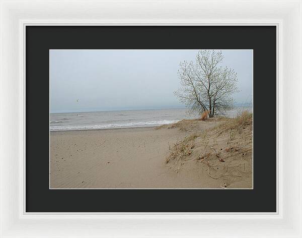 Lake Michigan Sandy Tree - Framed Print