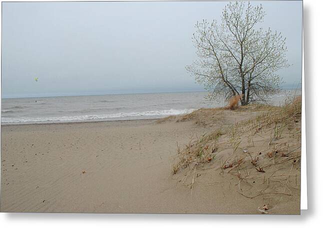 Lake Michigan Sandy Tree - Greeting Card