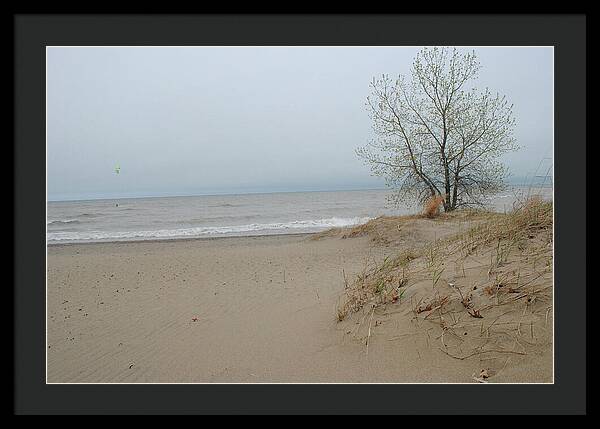 Lake Michigan Sandy Tree - Framed Print