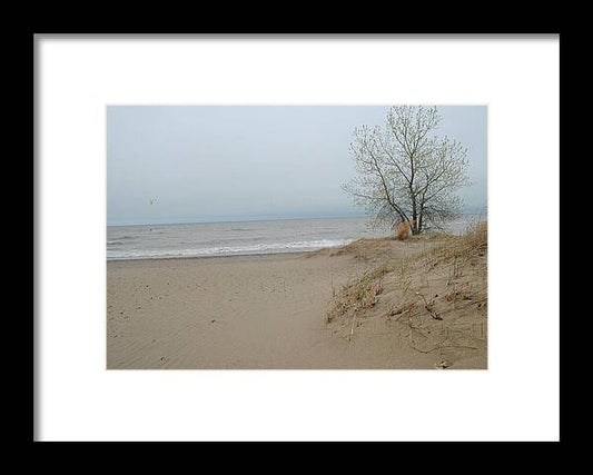 Lake Michigan Sandy Tree - Framed Print